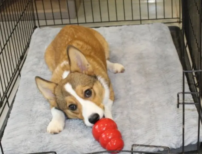 a corgi laying in a crate with a red toy